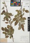 Foto von Salix glabra Scop.